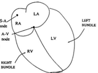 Figure 4.1:  Special conductive  regions and pacemaker  (  SA  node)  of the  heart.