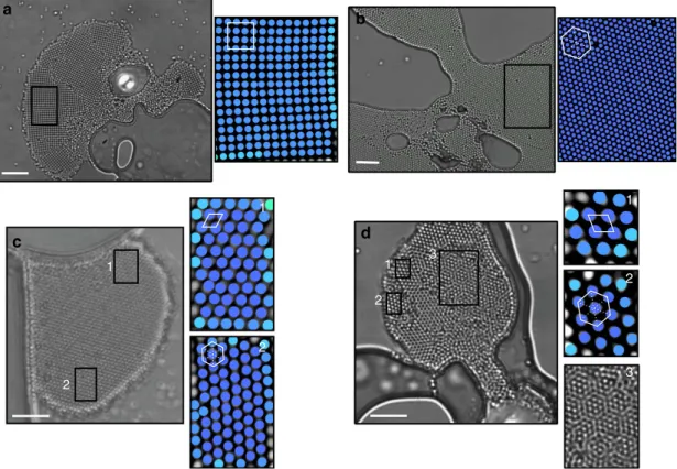 Figure 3 | Mono- and multi-stable (bifurcated) pattern formation. Microscope images showing colloidal crystals of monostable (a) square and (b) hexagonal lattices and multistable (c) oblique (1) and hexagonal (2) lattices and (d) oblique (1) and hexagonal 