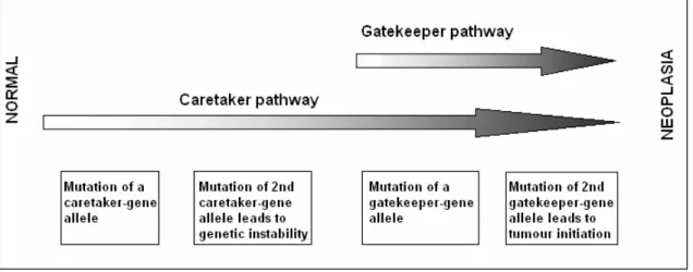 Figure 1.3. Caretakers and gatekeepers (Adapted from Kinzler et al., 1997). 