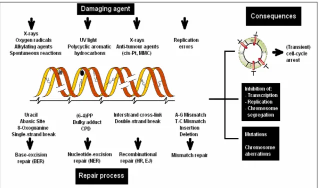 Figure 1.4. DNA damage, repair and consequences   (Adapted from Heoijemakers, 2001). 