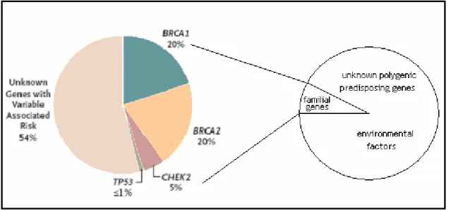 Figure 1.5. Breast cancer susceptibility genes (Adapted from Balmain et al., 2003). 