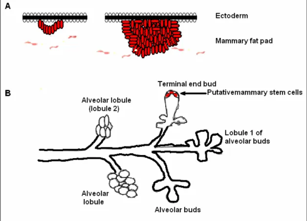 Figure 1.6. Mammary gland and its development (Adapted from Polyak, 2001). 