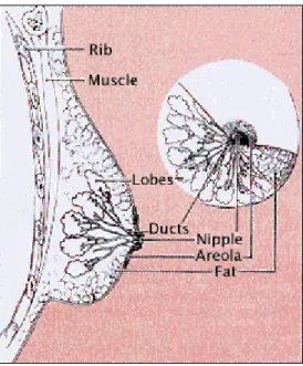 Figure 1.7. Main anatomic structures of breast (http://www.imaginis.com). 