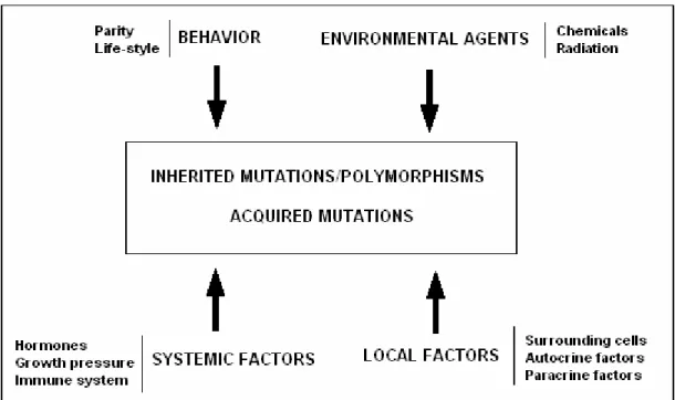 Figure 1.8. Summary of factors influencing breast carcinogenesis   (Adapted from Polyak, 2001)