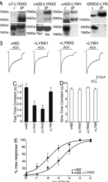 Fig. 3. LYNX2 stably associates with nAChRs and enhances the desensitiza- desensitiza-tion and decreases the ACh sensitivity of nAChRs