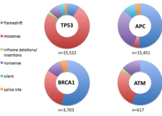 Figure  1.2.4  High  prevalence  of  missense  mutations  involved  in  p53  compared  to  other  tumor  suppressors