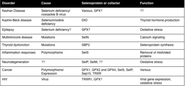Table  1.2.5.2  Examples  of  selenoproteins  and  corresponding  human  diseases  and  cellular functions 