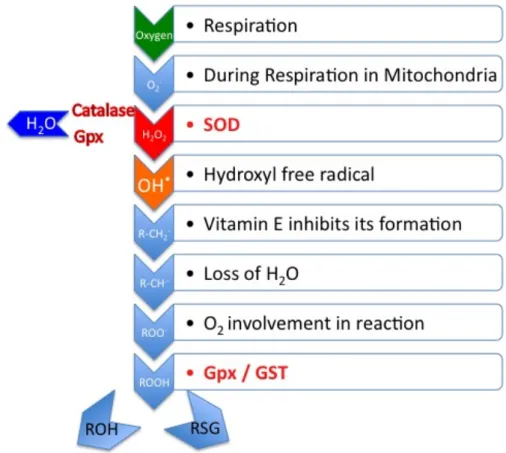 Figure  1.2.6      Anti-ROS  Internal  Protection  Mechanisms.  SOD  is  implicated  in  the  removal  of  -O 2 ·