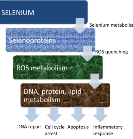 Figure 1.2.7 A model of selenium and its association with cell metabolism.  