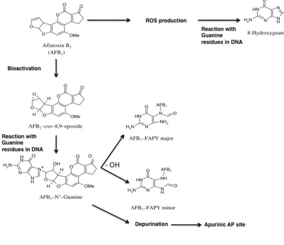 Figure 1.2.9 Aflatoxin metabolism in liver and Aflatoxin-induced DNA damage  (Modified from [228])