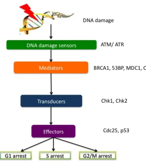 Figure 1.2.10 DNA damage checkpoint mechanism and its key regulators in humans.  