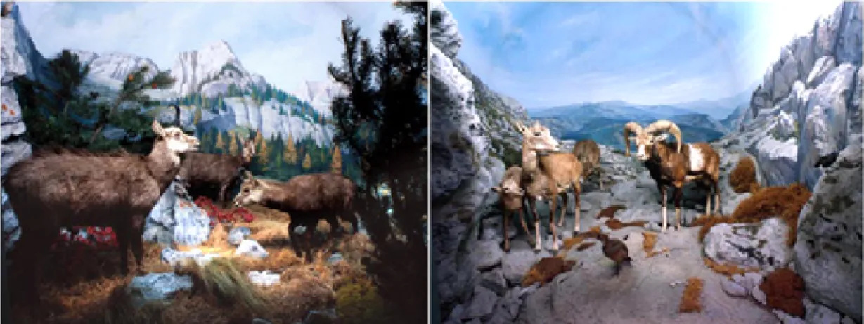 Fig. 10. Example of dioramas displayed in natural history museums.