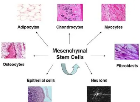 Figure 1. 2  Pluripotent capacity of MSC to differentiate into mesodermal and non-mesodermal cell lineages,  including osteocytes, adipocytes, chondrocytes, myocytes, fibroblasts, epithelial cells, and neurons  In addition,  MSCs are capable to self-renewa