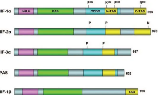 Figure 1. 4 Domain structures of human HIF- and HIF-1. HIF- ( HIF-1, HIF-2, HIF-3 IPAS) and HIF-