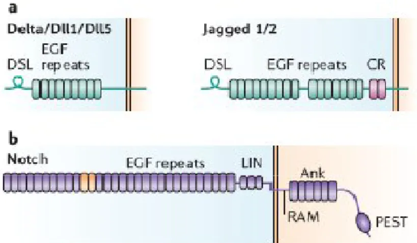 Figure 1. 9: DSL ligands and Notch receptors: (a) Notch ligands are transmembrane proteins that are 