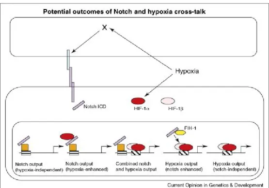 Figure 1. 11: Schematic depiction of different levels of interaction between Notch and the cellular hypoxic  response and the potential transcriptional outcome of this cross-talk