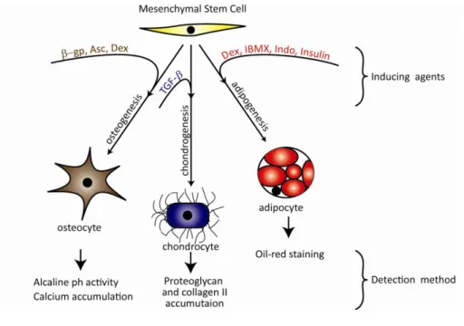 Figure  1.1:  The  differentiation  potential  of  MSCs  into  the  mesenchymal  lineage