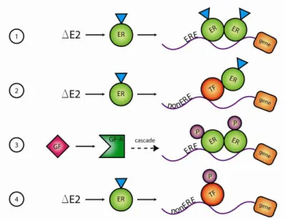 Figure  1.2:  The  ER  signaling.  1.  ligand  dependent  genomic  pathway,  2.  non- non-ERE  dependent  genomic  pathway,  3
