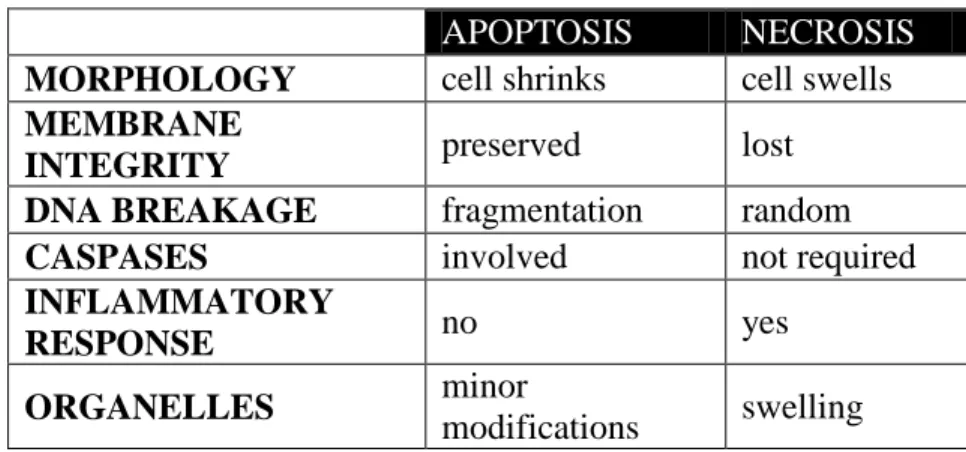 Table 1.3: Characteristics of apoptosis and necrosis 