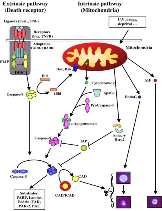 Figure 1.3: The extrinsic and intrinsic apoptotic pathways. [149] 