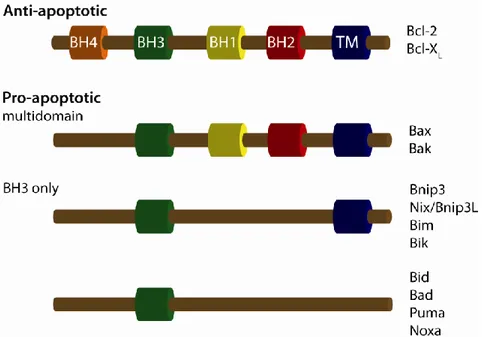 Figure  1.4: The  structure  of  the  Bcl-2  family  members.  BH=  Bcl-2  homology  domain and TM= transmembrane domain.[170] 