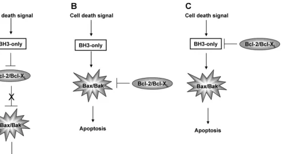 Figure  1.5:  Regulation  of  Bcl-2  proteins.  A)BH3-only  proteins  sequester  anti- anti-apoptotic  proteins  and  allow  the  pro-anti-apoptotic  ones  to  initiate  apoptosis