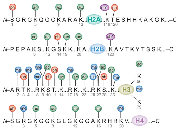 Figure  1.6:  Covalent  modifications  of  the  core  histone  proteins.  Ph; 