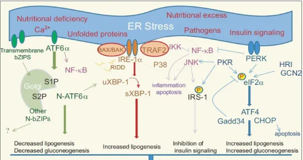Figure 1.5:  Metabolic causes and consequences of ER stress and the UPR.   Hotamisligil, 2010   [32]