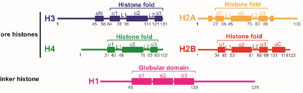Figure 1-1. Secondary structure of histones. Core histones have a structure comprised of three regions, the  characteristic histone fold which consists of a large central alpha helix (α2) connected to two smaller alpha  helices (α1, α3) on either side by t