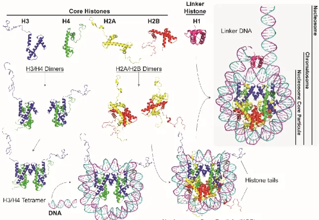 Figure 1-2. Nucleosome assembly. First, H3 (blue), H4 (green), H2A (yellow), H2B (red) dimerize through 