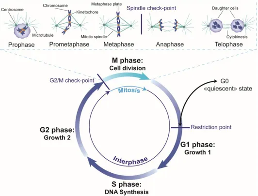 Figure 1-4. The eukaryotic cell cycle. The cell cycle consists of an S phase, when DNA replication takes  place, and a mitosis phase, when cell division takes place, separated by the two growth or gap phases G1 and  G2 during which the cell prepares for th