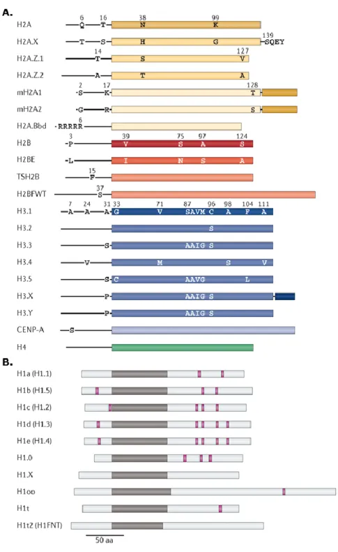 Figure 1-6. Human core and linker histone variants. A. Variants of core histones H2A (yellow), H2B (red),  H3 (blue) and H4 (green)