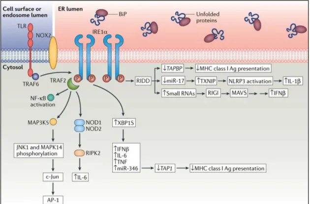 Figure 1.5. Close relation between IRE1 signaling pathways and immune response  pathway 
