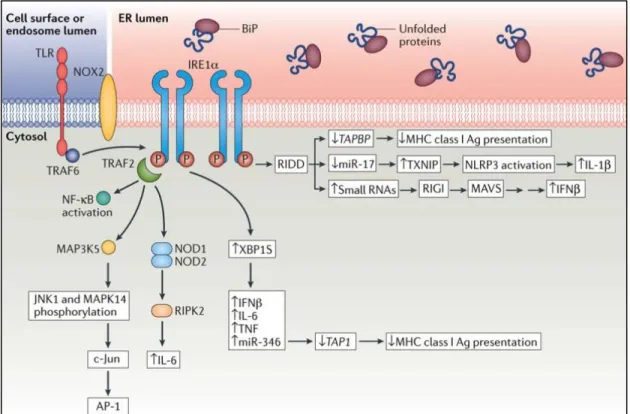 Figure 1.5. Close relation between IRE1 signaling pathways and immune response  pathway 