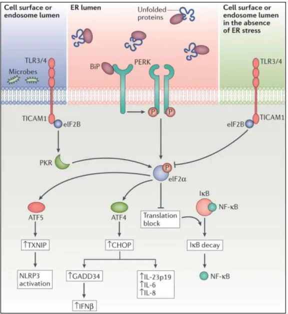 Figure  1.6.  Close  relation  between  PERK  signalling  pathways  and  immune  response pathways 