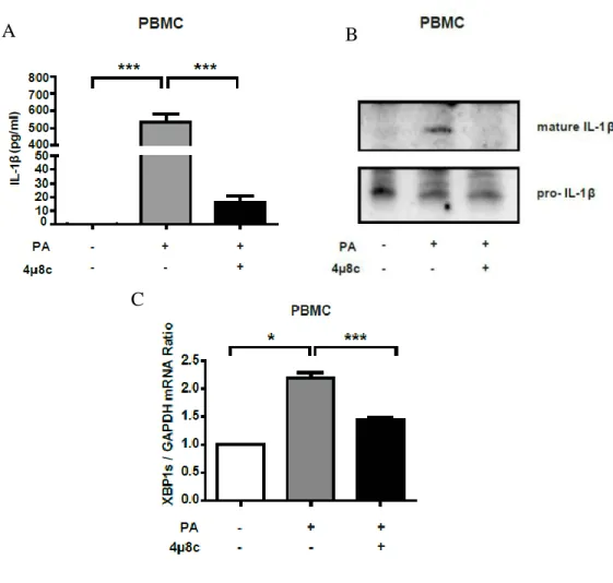 Figure  3.8.    IRE1  RNase  inhibition  reduces  IL-1β  production  in  lipid-stressed  PBMCs