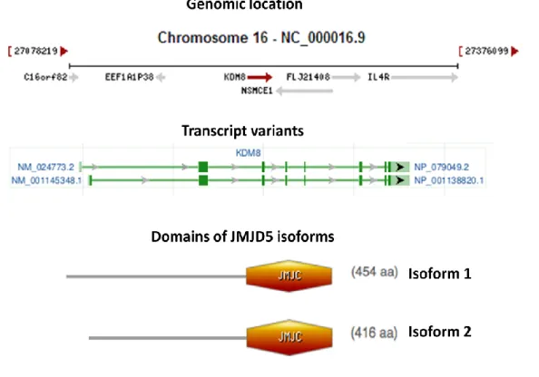 Figure 4.1: Genomic location, transcript variants and conserved domains of JMJD5 isoforms  