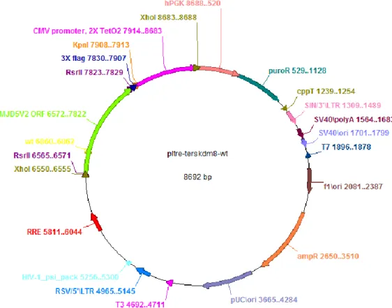 Figure 4.5: Map of pLTRE-FLAG-KDM8 plasmid  