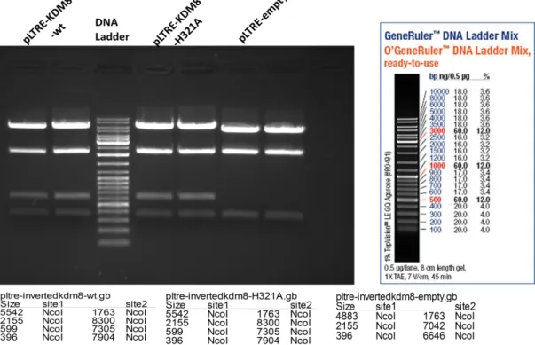 Figure 4.6: NcoI restriction enzyme digestion results for JMJD5 plasmids on 1 % agarose gel   (GeneRuler TM  DNA ladder mix is shown on the right