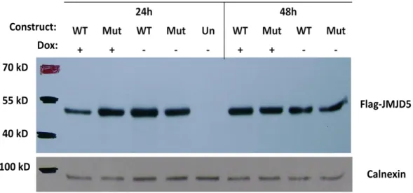Figure  4.7:  Flag-JMJD5  recombinant  protein  expression  upon  24  h  and  48  h  doxycycline  induction in SNU449-TRex cells transiently transfected with wild type and mutant constructs of  JMJD5 gene  