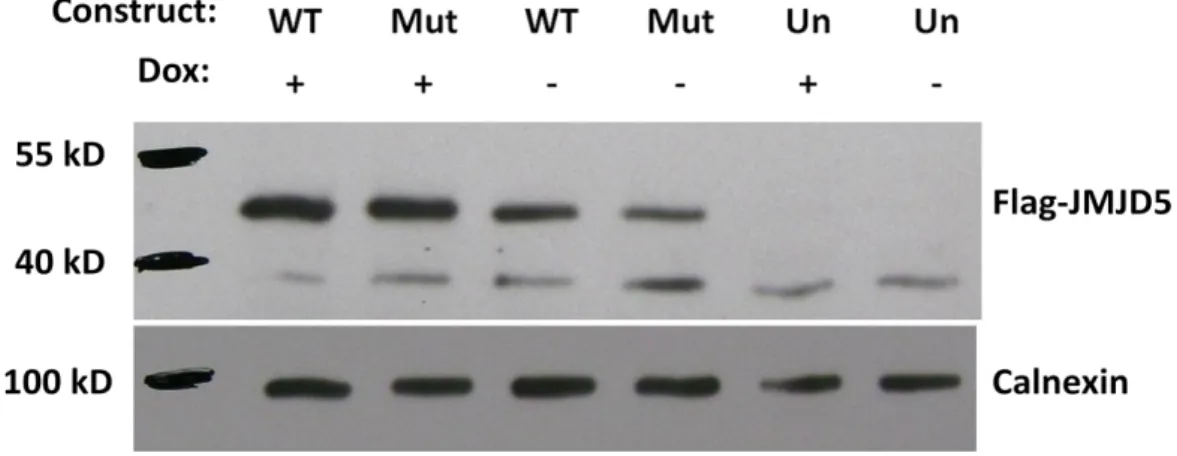 Figure  4.8:  Flag-JMJD5  recombinant  protein  expression  upon  48  h  doxycycline  induction  in  SNU449-TRex cells transiently transfected with wild type and mutant constructs of JMJD5 gene   (WT: wild type, Mut: mutant, Un: untransfected, Dox: doxycyc