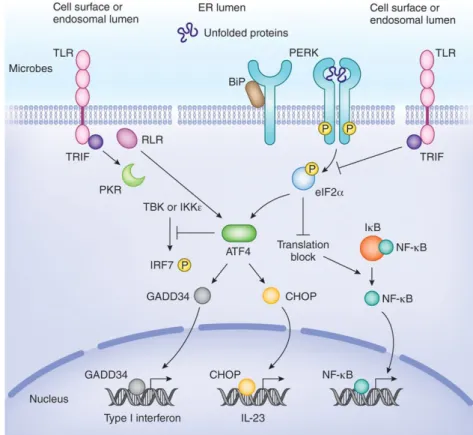 Figure 1.5 Relationship Between PERK Signaling Pathway and Inflammation 