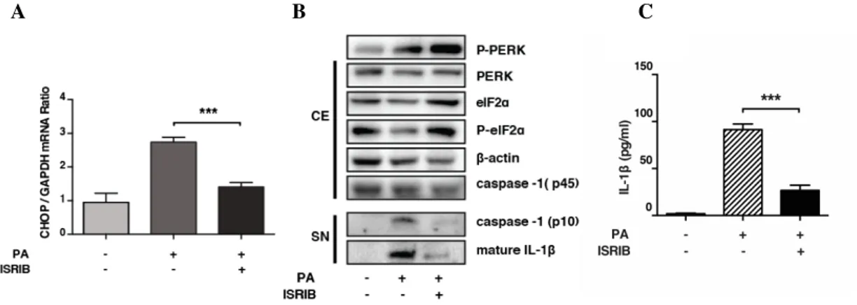 Figure  3.6.  ISRIB  inhibits  NLRP3  inflammasome  activation  in  lipid  stressed  BMDMs