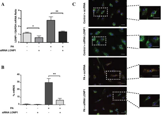 Figure 3.12. Regulation of mtROS production by LONP1. Palmitate (500 µM) treated,  LPS-primed  (100ng)  BMDMs  were  transfected  with  siRNA  agasint  LONP1  or  scrambled siRNA:  (A) Total RNA was analyzed for LONP1 by qRT-PCR(B) mtROS  levels analyzed a