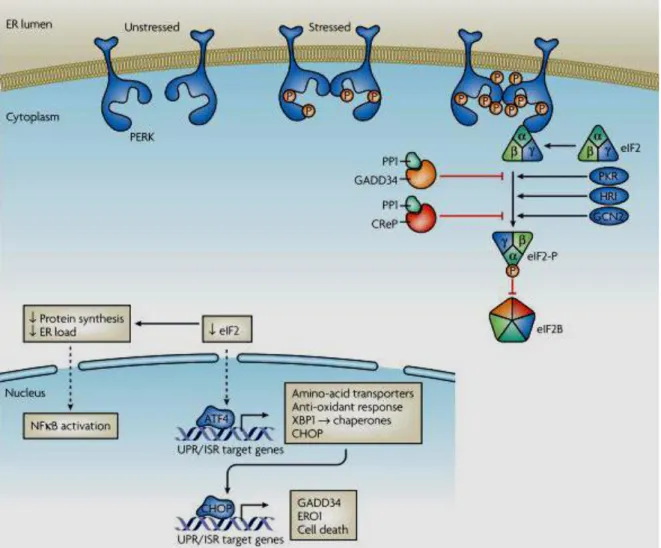 Figure 1.3. PERK arm of the Unfolded Protein Response.  