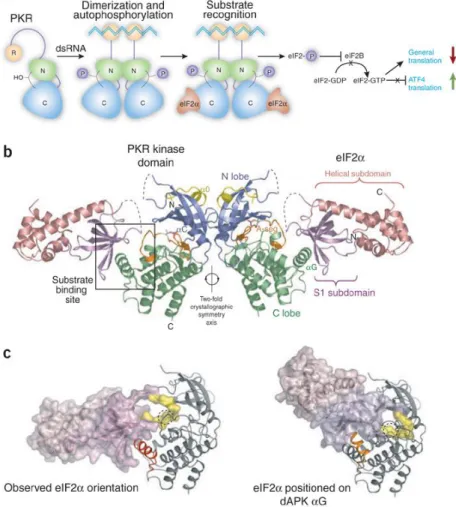 Figure 1.5. General structure of interferon inducible dsRNA activated Protein Kinase R
