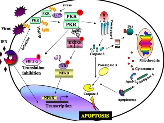 Figure 1.6. PKR induction, activation and its role in different cellular pathways.  