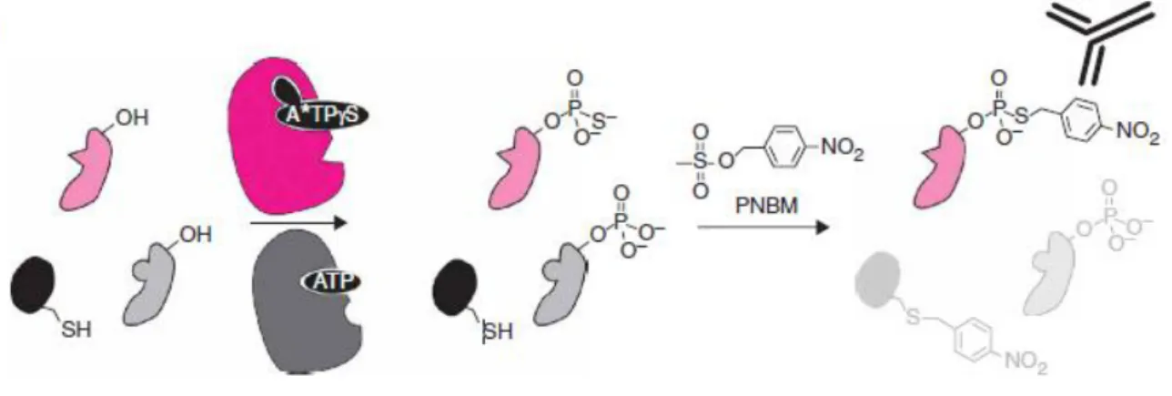 Figure 1.9. Strategy for labeling and recognizing individual kinase substrates through ASKA approach