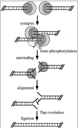 Figure 1.1: Model for the role of Ku and DNA-PKcs in nonhomologous end joining.