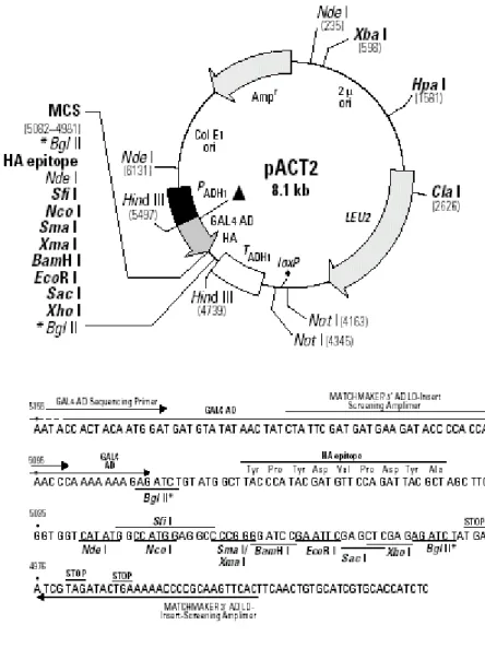 Figure 4.1: Restriction Map and Multiple Cloning Site (MCS) of pACT2